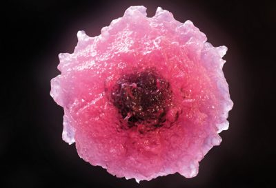 3D model of a cell designed by Random42