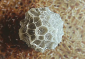 3D model of a butterfly egg designed by Random42