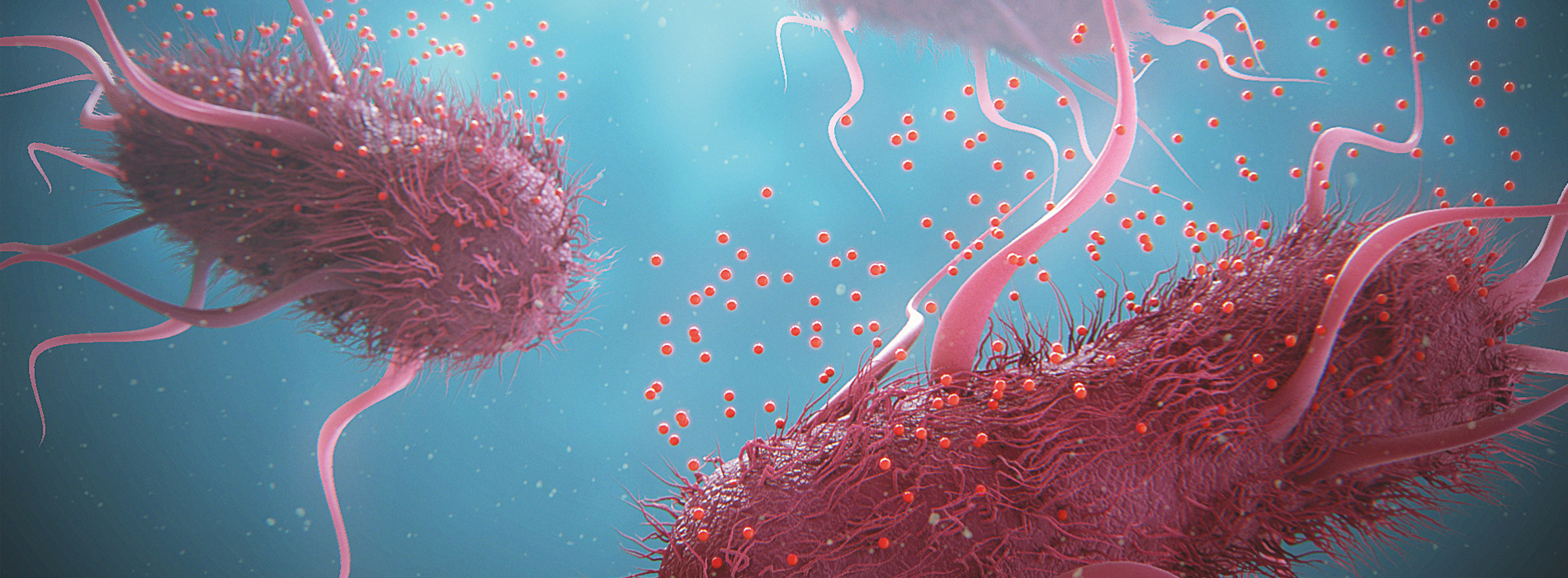 Animal_Gut_Health_Animation Animal Gut Health Animation