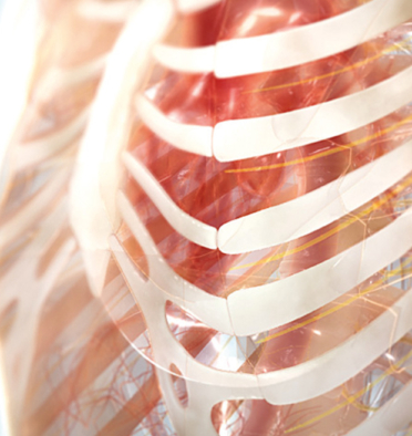 3D model of a female chest designed by Random42