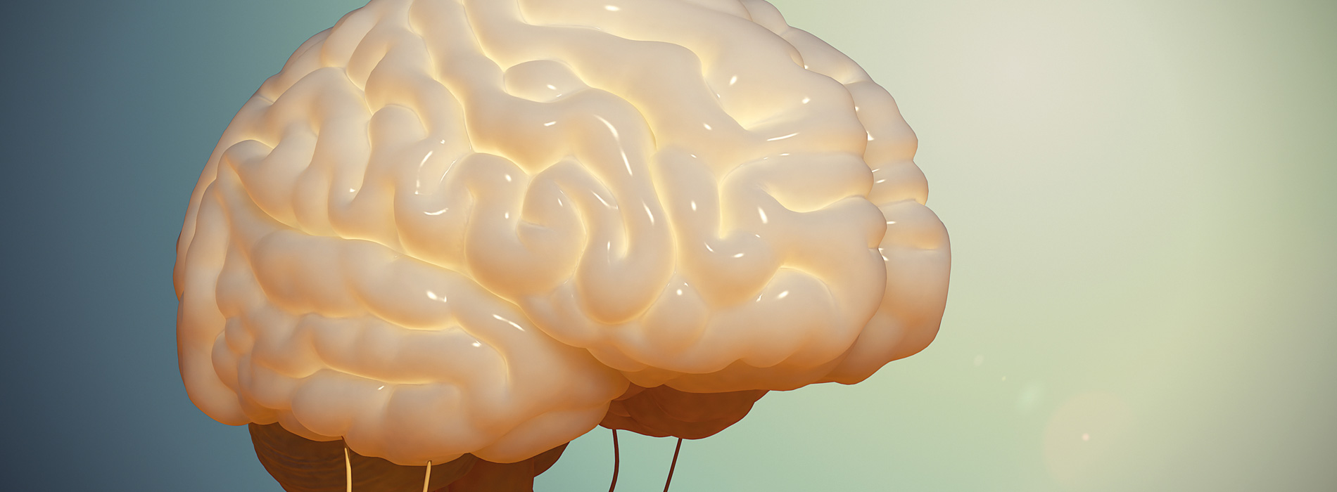 3D model of brain designed by Random42