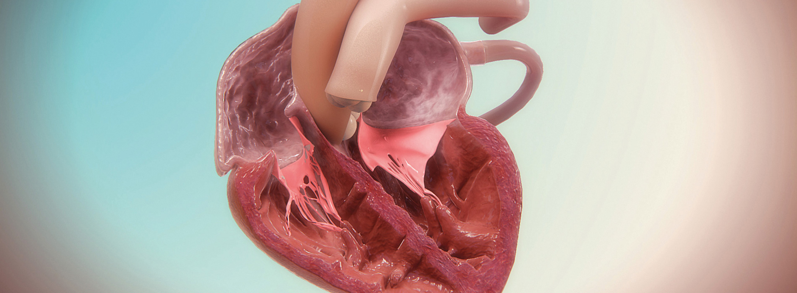 3D model of heart designed by Random42
