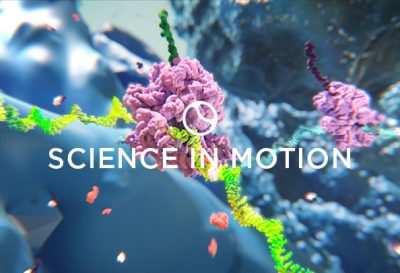 3D model of ribosomes designed by Random42