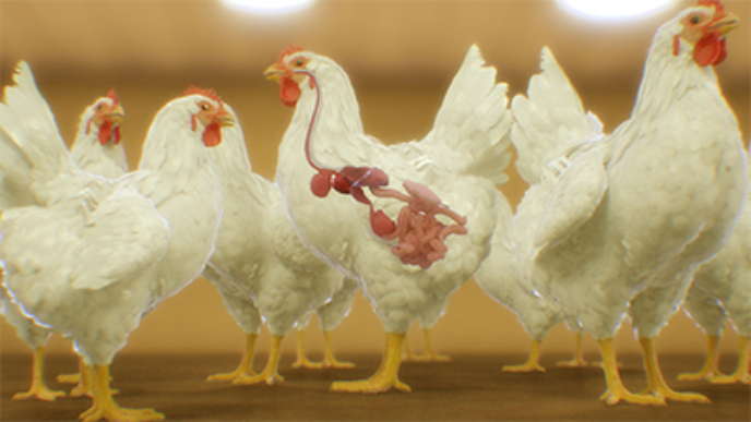 3D model of chickens designed by Random42