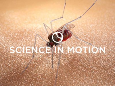 Random42 Science in motion Malaria