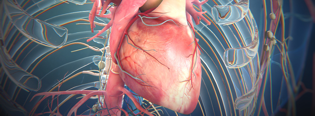 3D model of heart designed by Random42