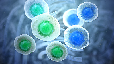 3D model of tissue repair designed by Random42