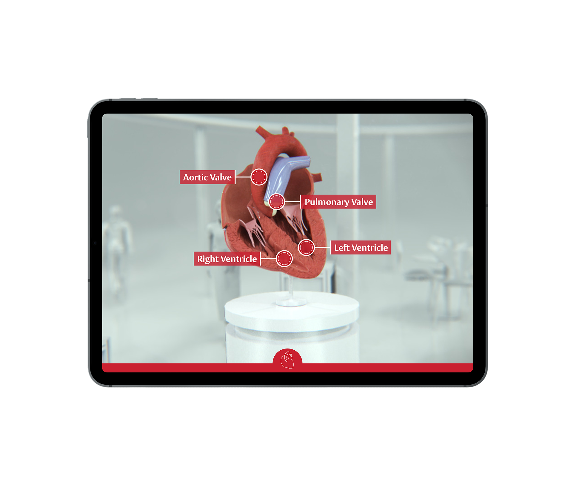Cardiovascular Augmented Reality Experience