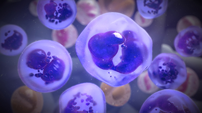 3D model of bone marrow designed by Random42