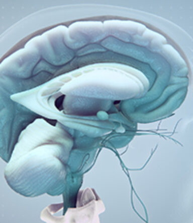 3D model of the central nervous system designed by Random42