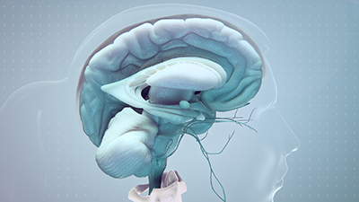 3D model of the central nervous system designed by Random42