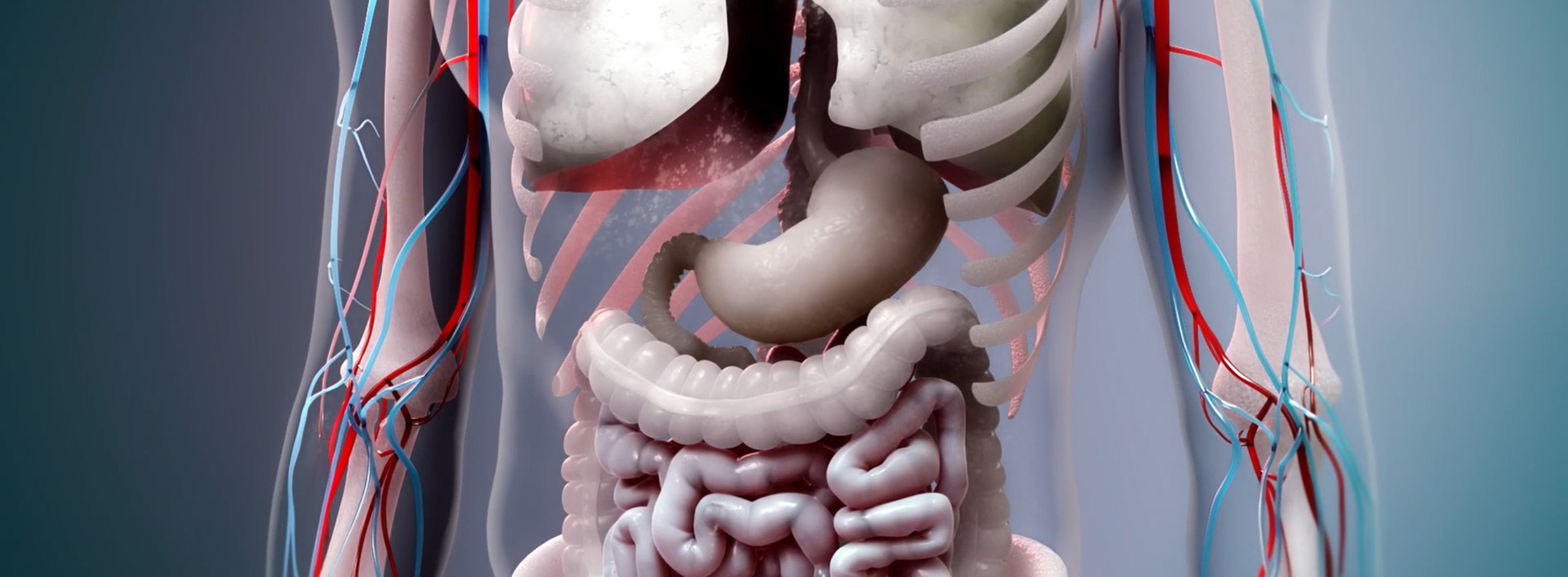 3D model of human stomach designed by Random42
