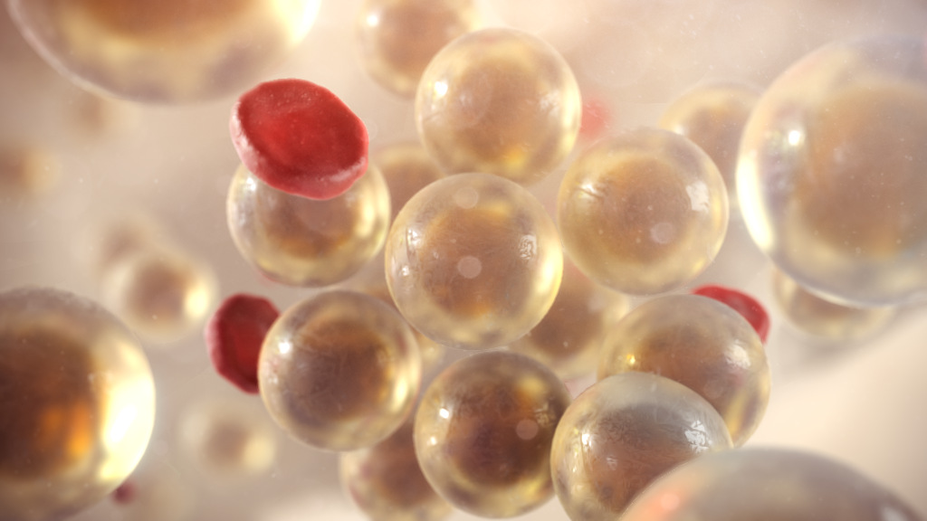 3D model of bone marrow designed by Random42