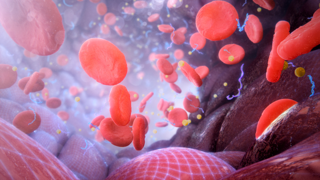 Blood Vessel Animation