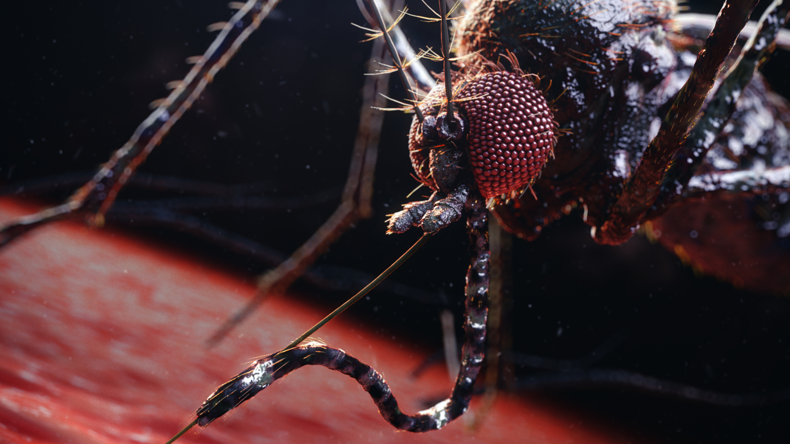 Mosquito Scientific Animation