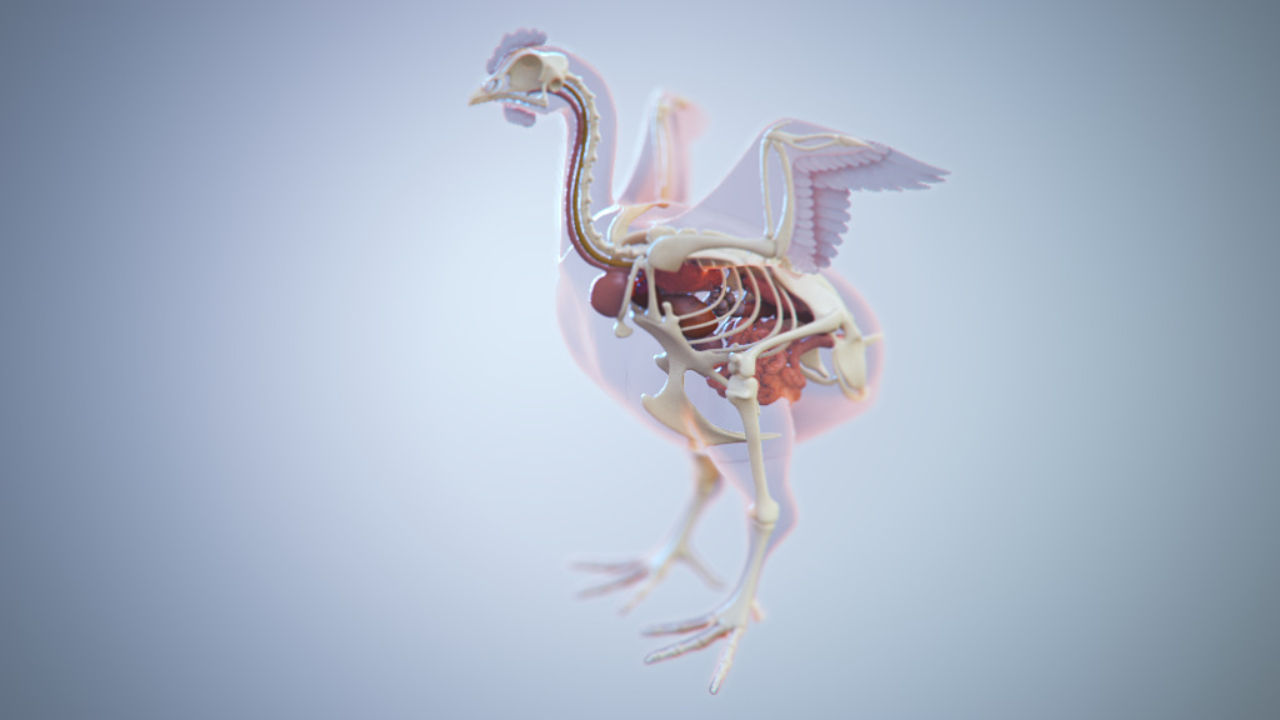 Chicken Animal Health Scientific Animation