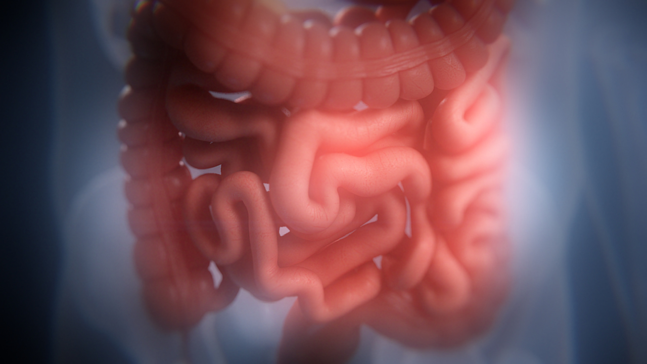 Human Intestines Animation