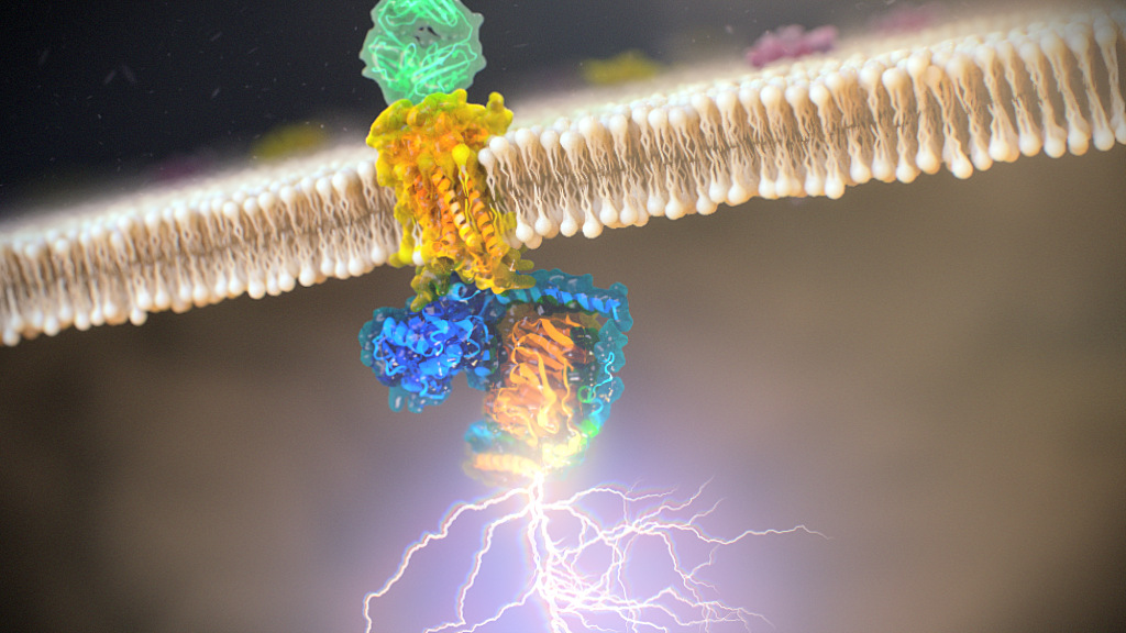 G-protein coupled receptors scientific animation