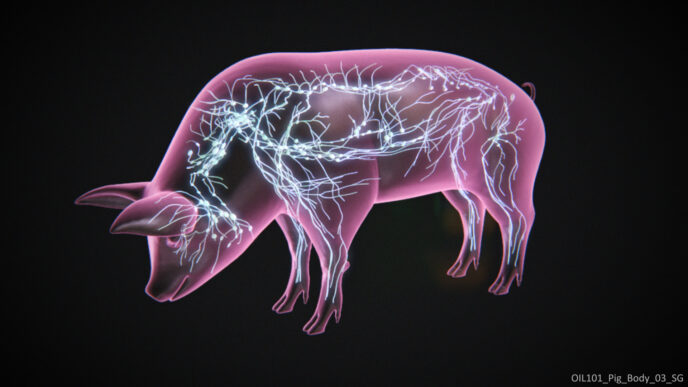3D pig animal health animation