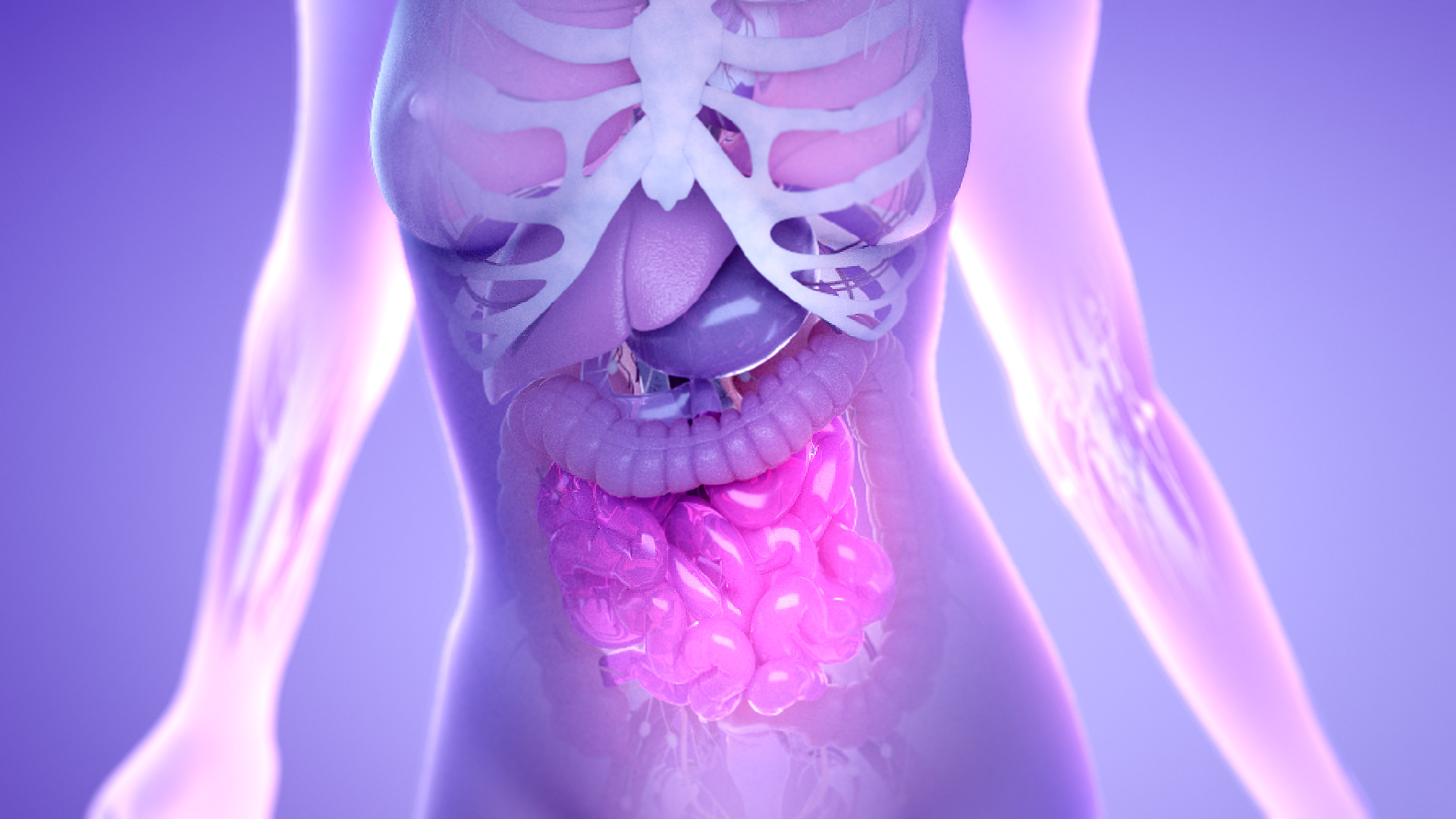 3D model of a gut designed by Random42