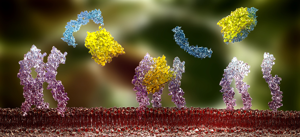 bone science website