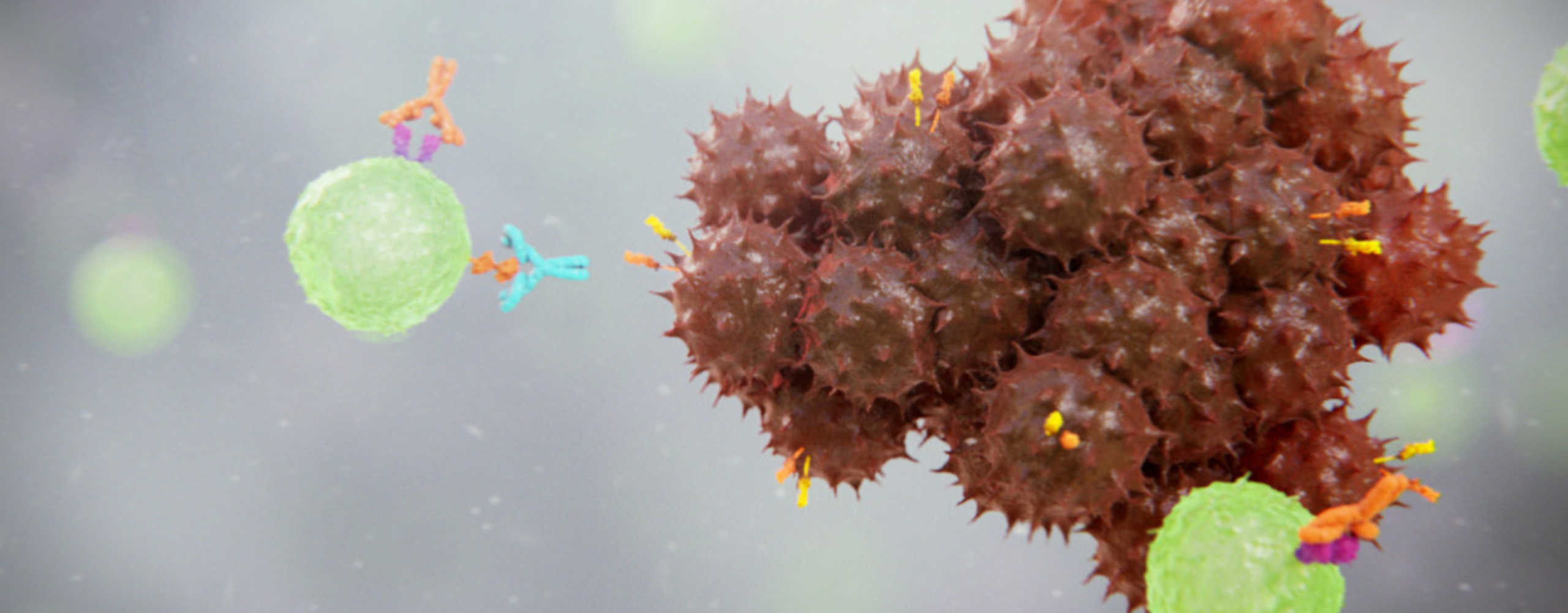 Immunotherapy product animation