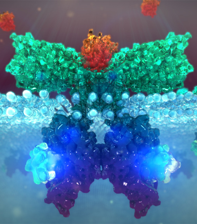 canine allergy scientific animation