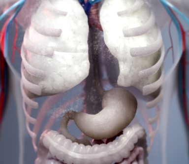 Gastrointestinal Interactive Animation