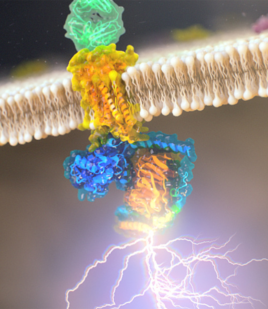 G-protein coupled receptors scientific animation