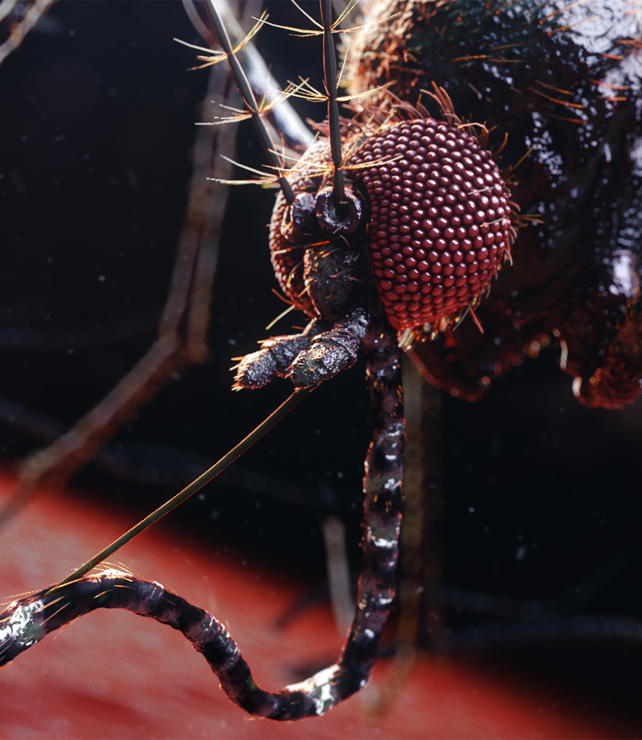 Mosquito Scientific Animation